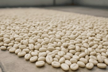 Washed coffee parchment drying