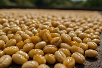 Honey process beans with sticky mucilage on patios
